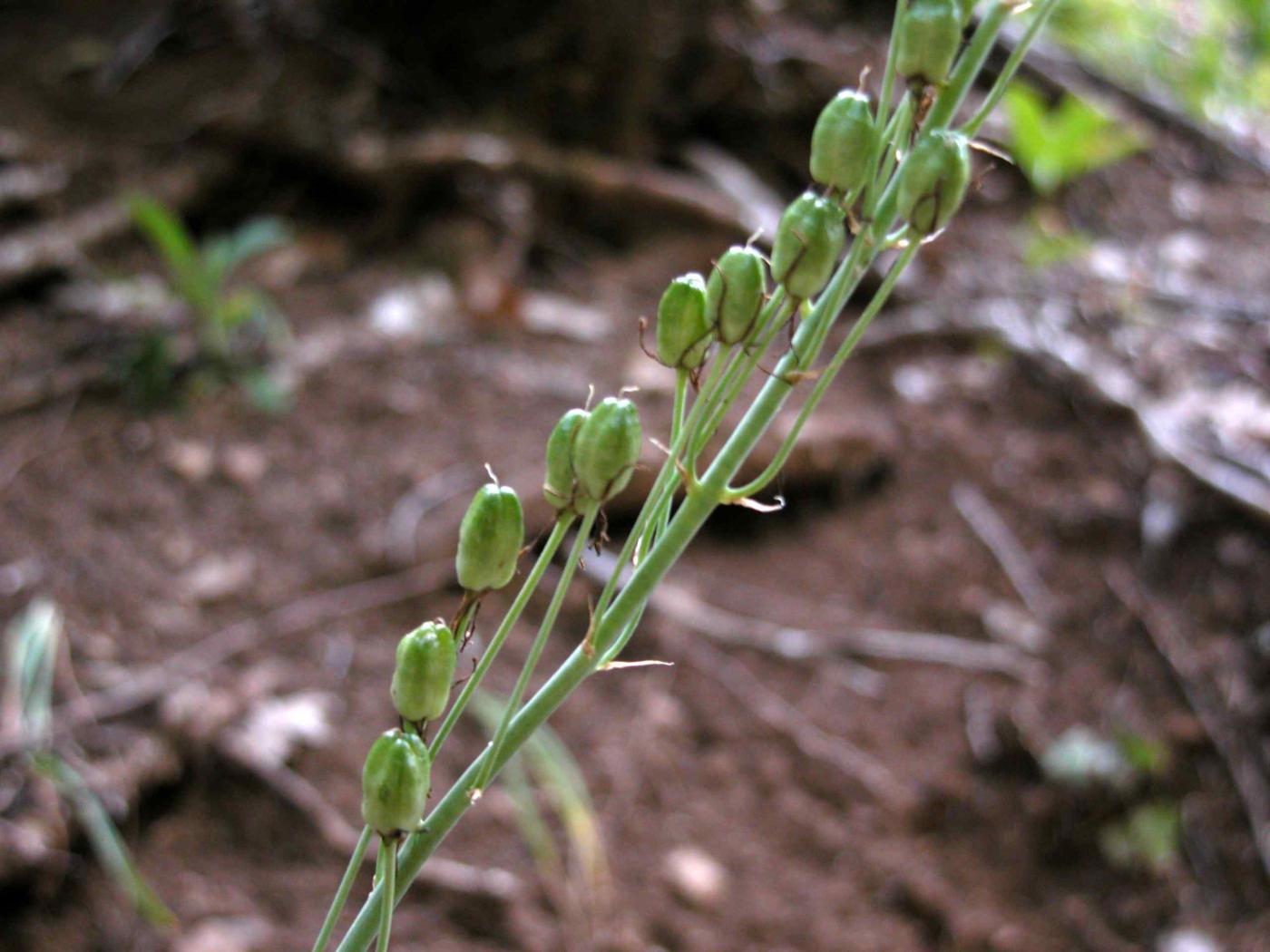 Bath Asparagus fruit